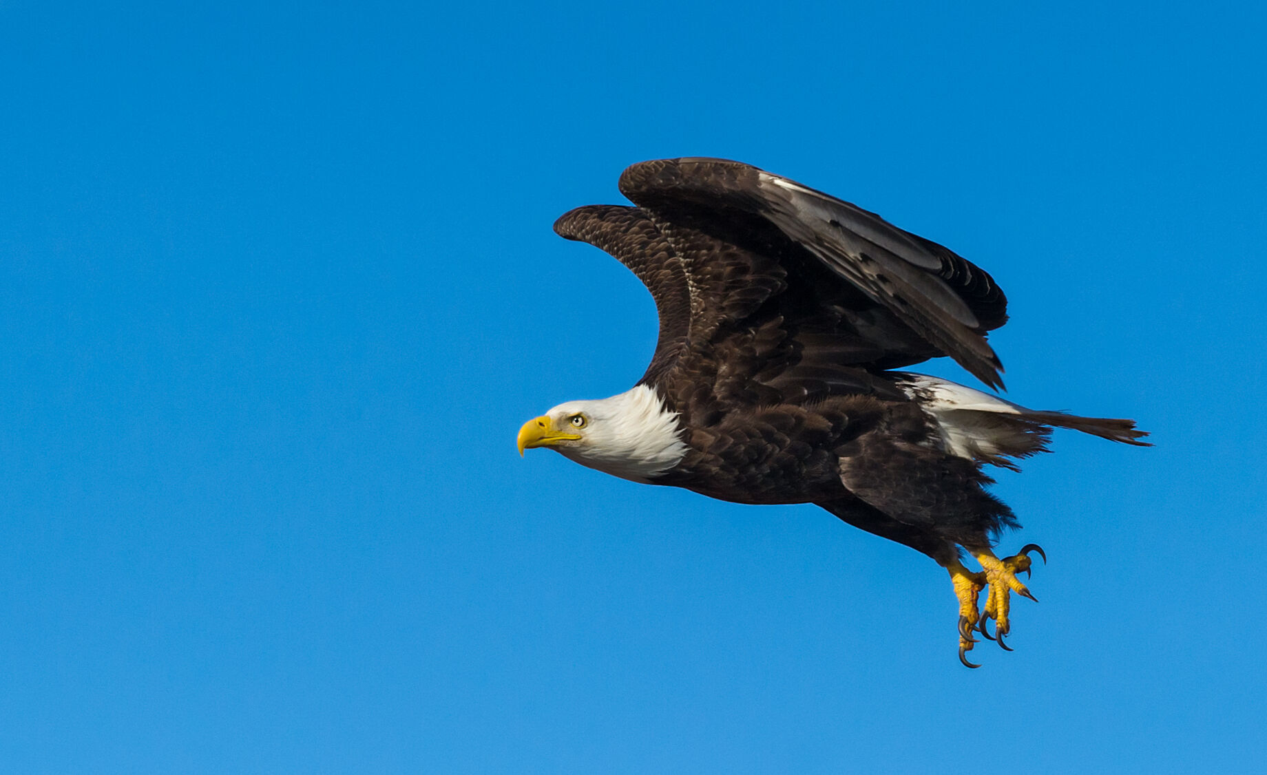 Bald_Eagle_Homer_8
